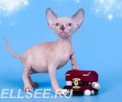 Радость и нежность в виде малыша Эльфа, бамбино, Двэльфа, . ... - 2