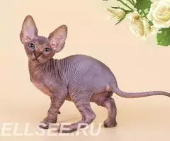 Радость и нежность в виде малыша Эльфа, бамбино, Двэльфа, . ... - 3