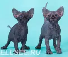 Радость и нежность в виде малыша Эльфа, бамбино, Двэльфа, . ... - 4