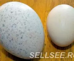 Мясные продукты и яйца из своего хозяйства. - 2