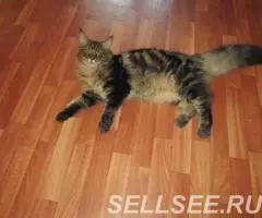 Котята мейн кун - 2