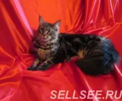 Котята мейн кун - 3