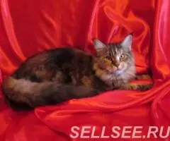 Котята мейн кун - 4