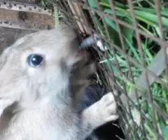 Нипельные поилки для кроликов - 2