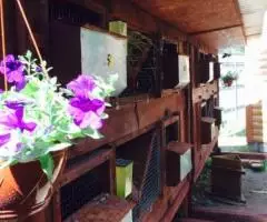 Кролики Советское Серебро. - 2