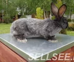 Кролики Советское Серебро. - 3
