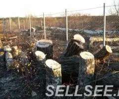 Спил деревьев кронирование деревьев - 2