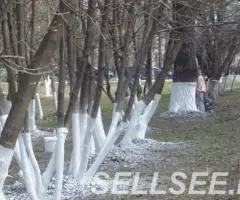 Уборка участков и побелка деревьев - 2