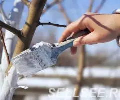 Уборка участков и побелка деревьев - 4