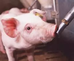 нипельные поилки для поросят - 3