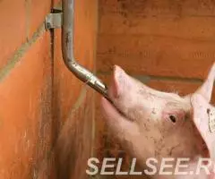 нипельные поилки для поросят - 4