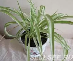 Хлорофитум хохлатый, отростки укорененные - 2