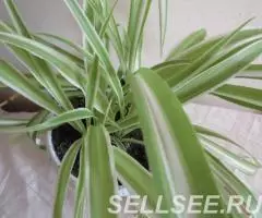 Хлорофитум хохлатый, отростки укорененные - 3