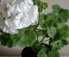 Герань белая махровая, молодое растение - 2