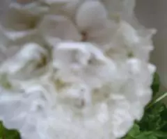 Герань белая махровая, молодое растение - 3