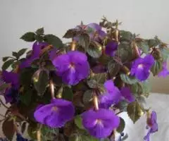 Ахименес, отростки укорененные - 2