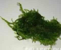 Мох Баббл. Bubble Moss Plerogyra sp.