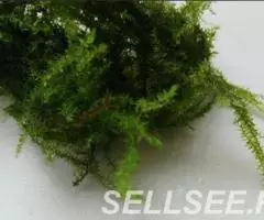 Мох Баббл. Bubble Moss Plerogyra sp. - 2