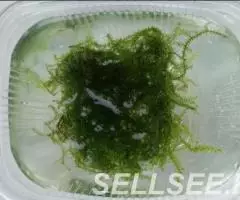 Мох Баббл. Bubble Moss Plerogyra sp. - 3