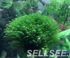 Мох Fissidens fontanus Fenix Moss - 2