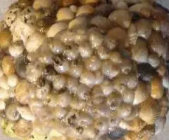 Морской сувенир бутыль 1 литр - 4