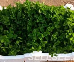 Продаем зелень из Испании - 2
