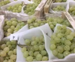 Продаем виноград - 2
