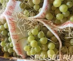 Продаем виноград - 4