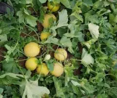 Продаем дыню - 2