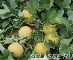 Продаем дыню - 3