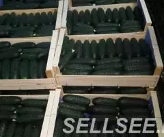 Продаем кабачки - 2