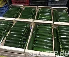 Продаем кабачки - 4