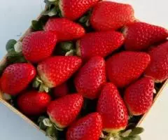 Продаем клубнику - 2