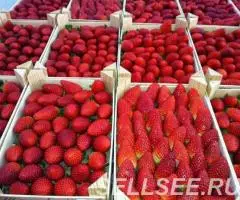Продаем клубнику - 3