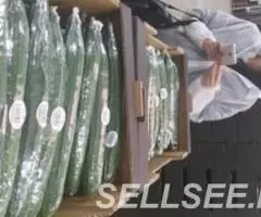 Продаем огурцы из Испании - 2