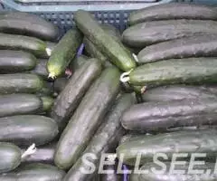 Продаем огурцы из Испании - 3