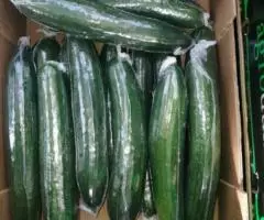 Продаем огурцы из Испании - 4
