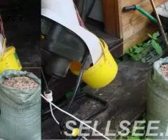 опилки куста чёрная смородина - 2