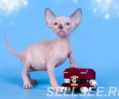 Котята пород Эльф, бамбино, Двэльф или сфинкс. - 2