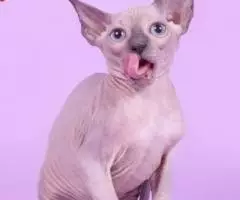 Котята пород Эльф, бамбино, Двэльф или сфинкс. - 3