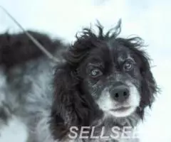 отдам русского спаниеля Чарли в добрые руки - 2