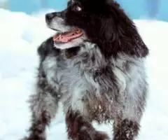 отдам русского спаниеля Чарли в добрые руки - 3