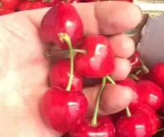 Продаем черешню из Испании - 2
