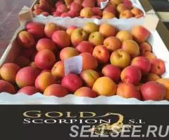 Продаем абрикосы - 2