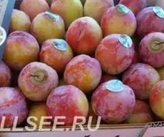 Продаем сливу из Испании - 2