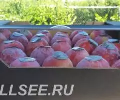 Продаем сливу из Испании - 3