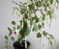 Фуксия Нимфа, отростки укорененные - 2