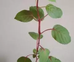 Фуксия Нимфа, отростки укорененные - 3