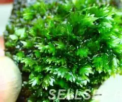 Fissidens sp. Miroshaki - Miroshaki moss