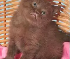 Британские шоколадные котята из питомника. - 2